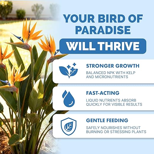 TPS NUTRIENTS Bird of Paradise Fertilizer for All Strelitzia Plants, Liquid Plant Food, 32 oz (1 Quart)