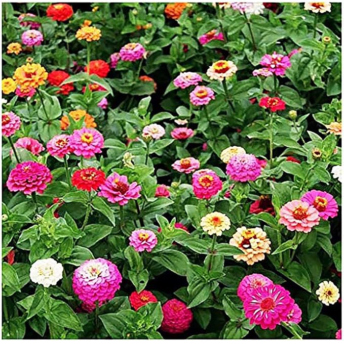 Mixed Zinnia Seeds for Planting Outdoors - 300 Fresh Seeds - Cut-and-Come-Again Zinnia Flowers - Grown in The USA