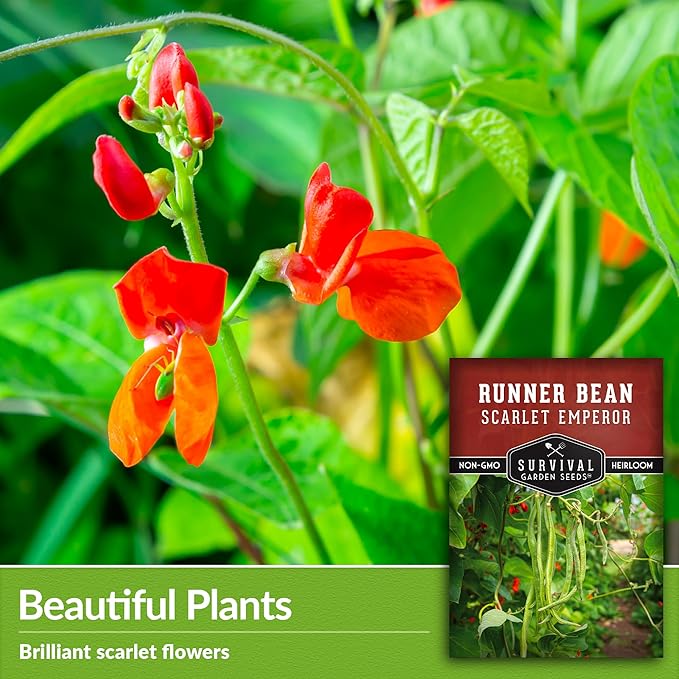 Scarlet Emperor Bean Seeds for Planting - Red Flowering Pole Beans & Ornamental Climbing Vine - Heirloom Non-GMO Pollinator-Friendly Variety for Vegetable Gardens - Survival Garden Seeds (2 Packs)