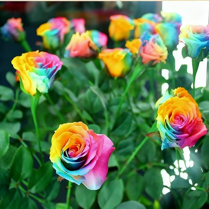 200+ Rare Rose Seeds for Planting, Mixed Color Perennial Shrub Hybrid Rose Flower Seed, Non-GMO Heirloom Flower Seeds for Garden Home