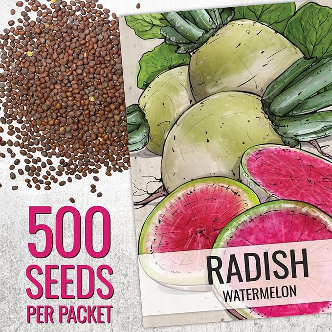 Seed Needs Radish Seeds for Planting Watermelon Radishes - Non-GMO Heirloom & Untreated - Grow a Home Grown Vegetable Garden - Cool Weather Crops (5 Packs)