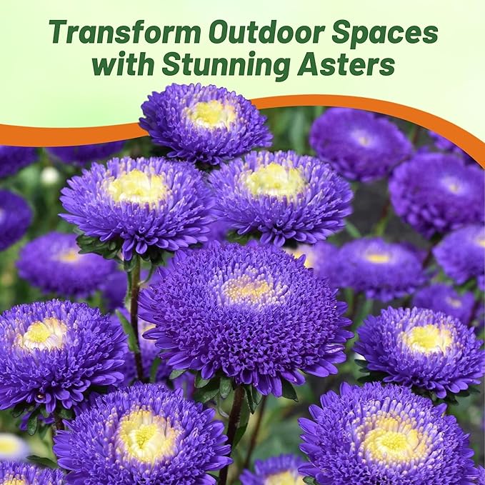 Outsidepride Tall Pompon Blue Aster Seeds - 1000 Pcs. Annual, Hardy & Pollinator Friendly Flower Seeds for Planting Vibrant Disc-Shaped Blue Blooms, Ideal for Meadows & Aesthetic Gardens