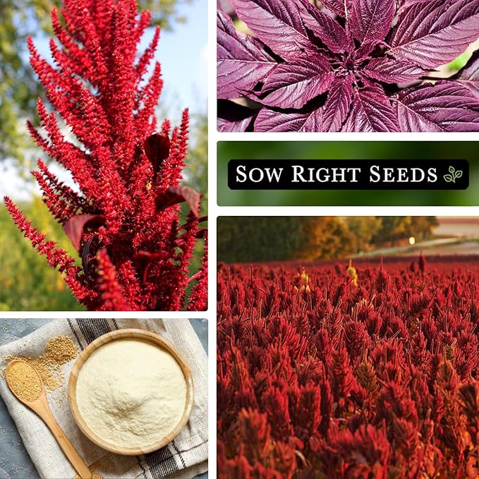 Sow Right Seeds - Red Garnet Amaranth Seeds for Planting - Non-GMO Heirloom Packet with Instructions to Plant & Grow an Outdoor Home Vegetable Garden - Colorful & Unique - Trailing Variety (2)