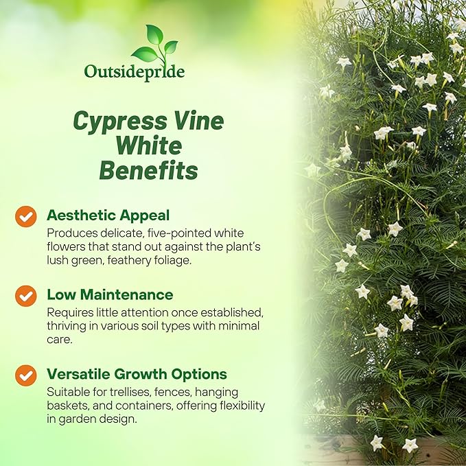 Outsidepride White Cypress Vine Seeds - 100 Pcs Annual Flower Seeds with Nectar-Rich, Star-Shaped Flowers & Feathery, Fern-Like Leaves for Fences, Trellises, Pergolas & Vertical Gardens