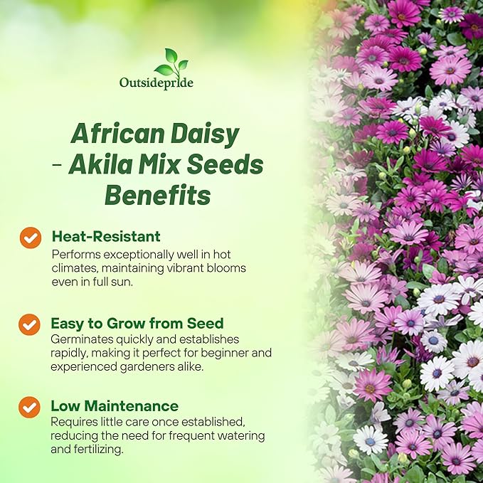 Outsidepride Akila Mix Osteospermum African Daisy Seeds - 10 Pcs. Perennial Flower Seeds for Planting Outdoors with Long-Lasting Blooms, Drought-Tolerant, Easy to Grow for Sunny Gardens & Borders