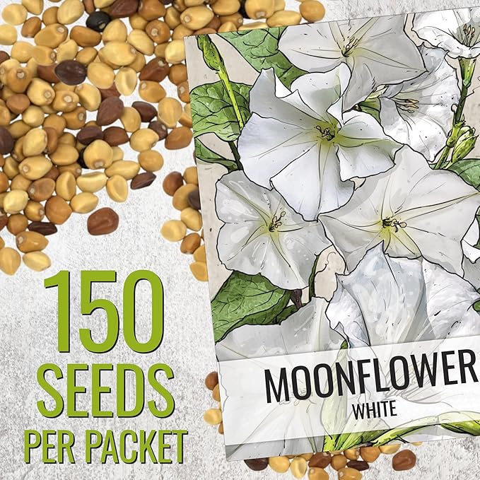 Seed Needs Moonflower Seeds for Planting Prolific Summer White Blooms | 1 Ounce Ipomoea Alba Vine Seeds Moonflowers Attract Pollinators with up to 6" Blooms | Bulk Vinning Plant Seeds