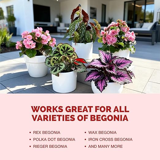 Begonia Fertilizer- Liquid Plant Food for All Begonias, Promotes Healthy Growth & Vibrant Foliage, 8 oz