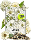 Seed Needs Zinnia Seeds Polar Bear White Variety Fast Blooming | 5,000+ Heirloom & Open Pollinated Seeds | Annual Cut Flowers Large Blooming | Bulk