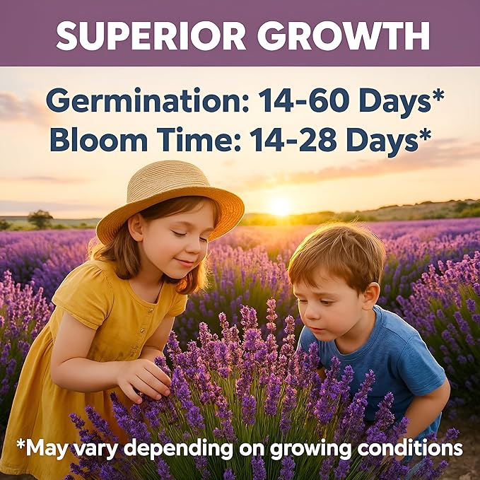 Premium English Lavender Seeds – 2,000 Non-GMO, USA-Grown Herb Seeds for Indoor & Outdoor Planting – High Germination Wildflower (Lavandula angustifolia)
