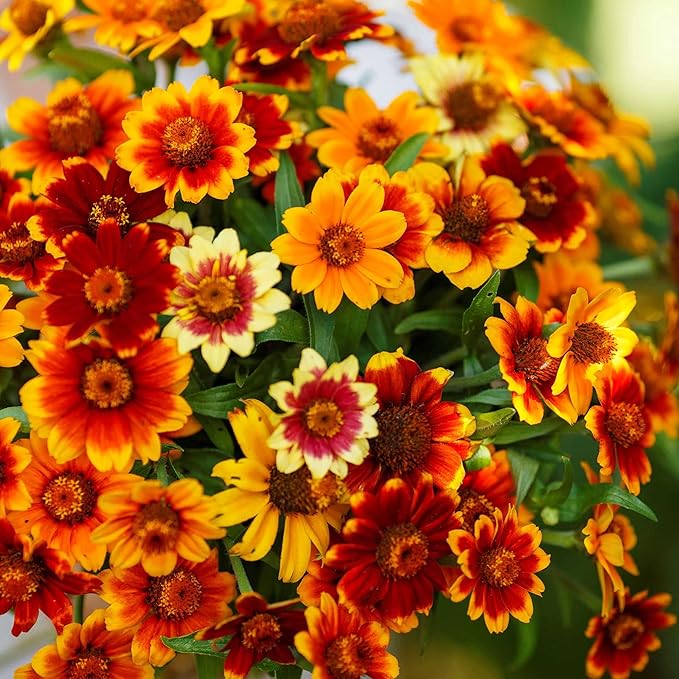 Eden Brothers Zinnia Seeds - Old Mexico, Non-GMO Seeds for Planting, Packet | Low-Maintenance Flower Seeds, Plant During Spring, Zones 3, 4, 5, 6, 7, 8, 9, 10