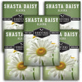 Shasta Daisy Seeds for Planting - Heirloom Perennial White Daisies with Yellow Centers - Classic Flowers for Garden Beds and Cut Flowers - Survival Garden Seeds (5 Pack)