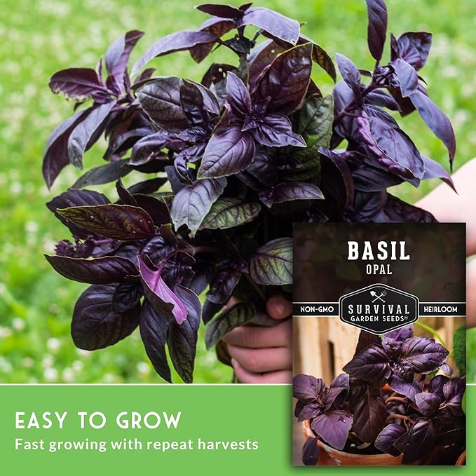 Opal Basil Seeds for Planting - Dark Opal Basil with Purple Leaves - Unique Herb Seed Variety - Heirloom, Non-GMO Herbs for Home Gardens - Survival Garden Seeds (5 Pack)