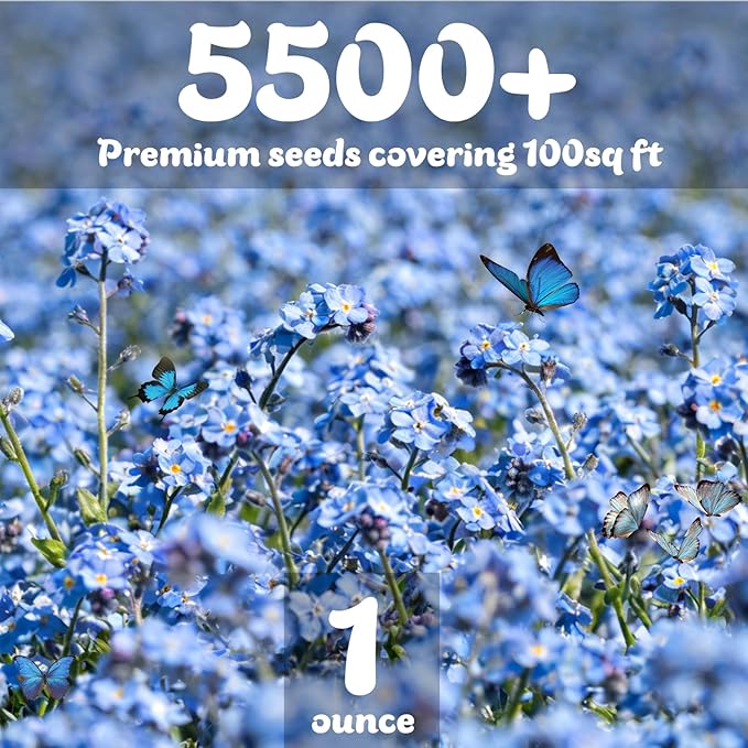Forget Me Not Seeds 5500 Flower Seeds Forget-Me-Not Seed Packet Collection Forget-Me-Not Seeds for Planting Easy to Grow, Ground Cover Use, Perfect for Borders and Containers (Forget Me Not)