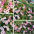 300+ Perennial Mix Thunbergia Black Eyed Susan Seeds for Planting-Non-GMO Heirloom Climbing Vine Flower Seeds for Planting