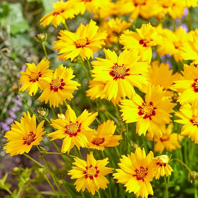 2000+Dwarf Coreopsis Wild Flower Seeds for Planting Outdoor-Perennial Coreopsis Plants Bloom Garden Home Non-GMO Heirloom