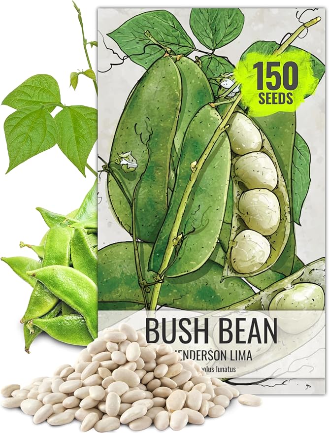 Seed Needs Henderson Lima Bush Bean Seeds for Planting | 2 Ounce 150+ Seeds Phaseolus Vulgaris Non GMO Vegetable Seed Garden Variety | Easy to Grow Lima Bean Seed Home Garden Favorite | Bulk