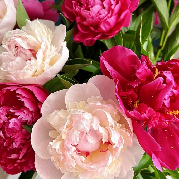 130+ Exotic Double Peony Seeds, Non-GMO Heirloom Rare Peony Seeds for Planting, Perennial Flowers with Ruffled Blooms, Attracts Butterflies Pollinators