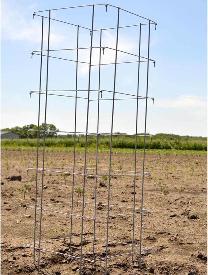 Garden Elements Square Tomato Cage, 58 Inch (Pack of 3) – Heavy Duty Galvanized Steel Plant Support, Collapsible Garden Trellis with 8-Leg Stability for Climbing Vegetables & Vines