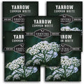 Yarrow Seeds for Planting - White Common Heirloom Medicinal Herb Seeds for Dye & Pollinator Gardens, Easy to Grow Perennial Flowers - Survival Garden Seeds (5 Packs)