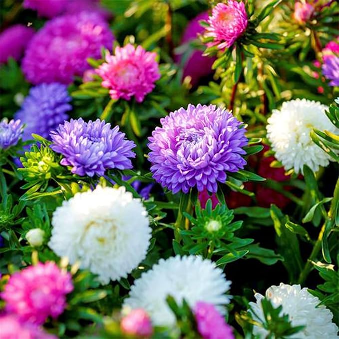 Chrysanthemum Flowers Seeds for Planting, 1000pcs Rare Perennial Tanacetum Chrysanthemum Morifolium Flower Seeds, Heirloom Non-GMO Home Garden Wildflower in Outdoors Indoors