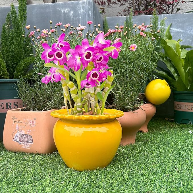 8in Self Watering Terracotta Planter - Yellow Ceramic Pot Maintenance Plant Seeder Planter for Indoor Plants African Violet