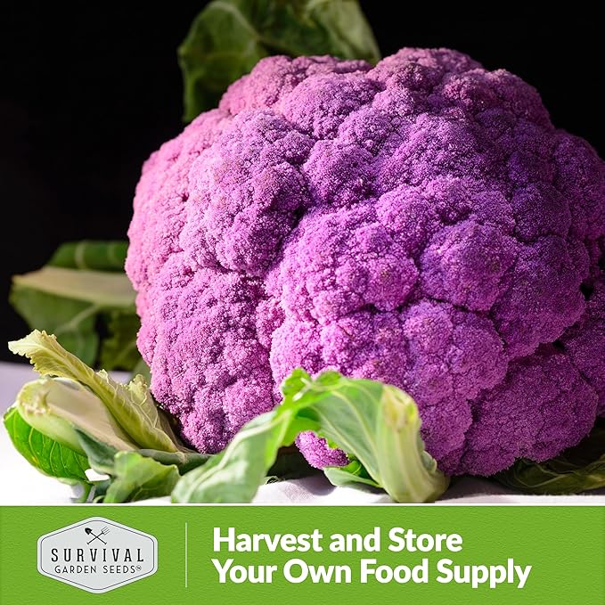 Purple Cauliflower Seeds for Planting – Violetto di Sicilia – Heirloom Italian Cauliflower Variety Producing Deep Violet Heads - Non-GMO, Open-Pollinated - Survival Garden Seeds (2 Packs)