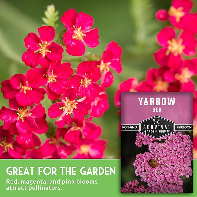 Red or Pink Yarrow Seeds for Planting – Heirloom Medicinal Herb & Perennial Flower Seeds, Pollinator Friendly Blooms for Cottage & Wildflower Gardens - Survival Garden Seeds (2 Packs)