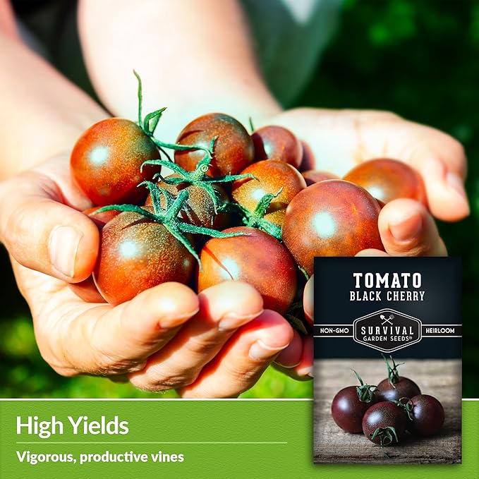 Black Cherry Tomato Seeds for Planting – Indeterminate Heirloom Non-GMO Variety – Grow High Yields of Deep Purple-Black Cherry Tomatoes with Sweet Rich Flavor – Survival Garden Seeds (1 Pack)