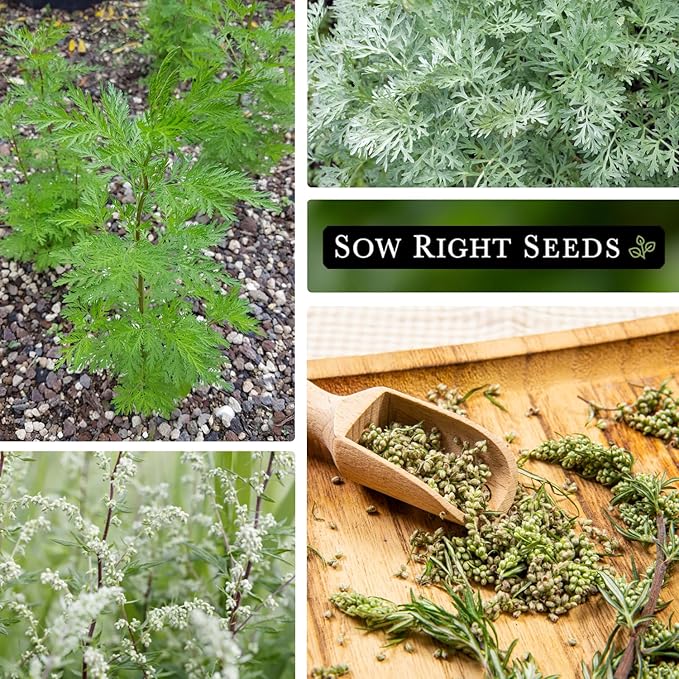 Sow Right Seeds - Mugwort Seeds for Planting - Non-GMO Heirloom Packet with Instructions to Plant an Outdoor or Indoor Herb Garden - Rare Perennial, Wild Wormwood - Medicinal & Culinary Cronewort (4)