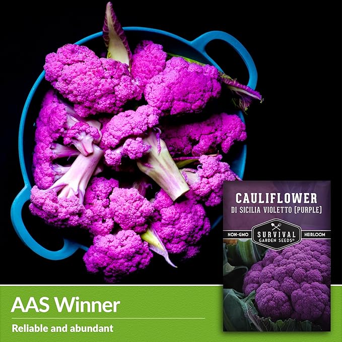 Purple Cauliflower Seeds for Planting – Violetto di Sicilia – Heirloom Italian Cauliflower Variety Producing Deep Violet Heads - Non-GMO, Open-Pollinated - Survival Garden Seeds (1 Pack)
