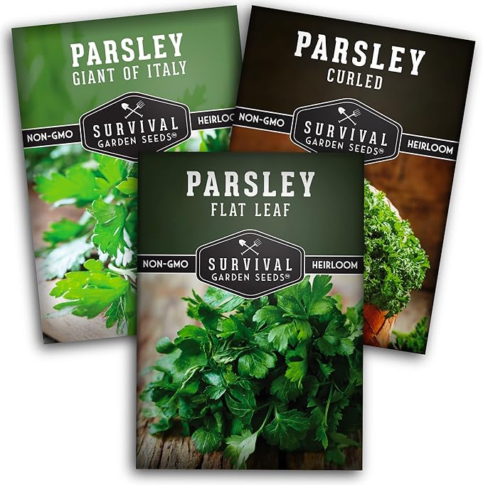 Parsley Seed Collection – 3 Varieties: Italian Giant, Curly, Flat Leaf Parsley Seeds for Planting Indoors or Outdoors – Non-GMO Heirloom Open-Pollinated Herbs – Survival Garden Seeds