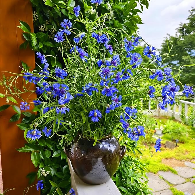 Colorful Dwarf Cornflower Seeds for Planting, 3007+pcs Perennial Cornflower Flower Seeds Plants, Heirloom Non-GMO Rare Beautiful Hummingbirds Open Pollinated Wildflowers in Home Garden Outdoors
