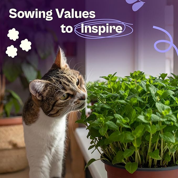 SVI 2500 Catnip Seeds (Nepeta cataria) – Catmint, Best Catnip for Cats Seed Packets, Heirloom Cat Nip Herb Seeds – Outdoor & Indoor Herb Garden, Containers, Herbs Beds