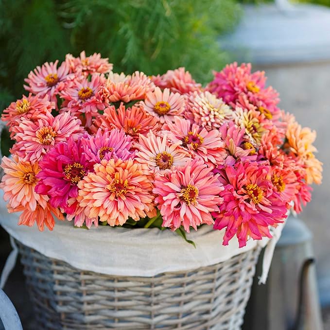 Eden Brothers Zinnia Seeds - Cactus Pink Shades, Non-GMO Seeds for Planting, Packet | Low-Maintenance Flower Seeds, Plant During Spring, Zones 3, 4, 5, 6, 7, 8, 9, 10