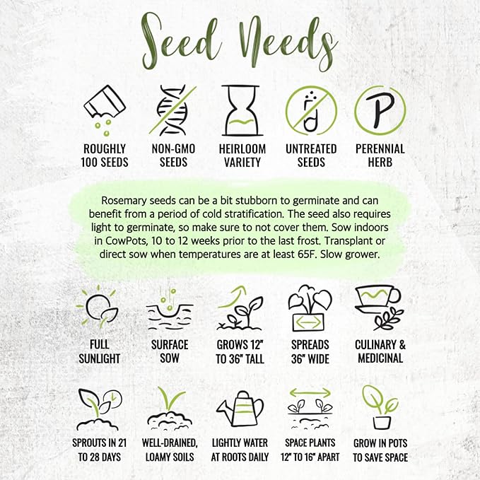 Seed Needs Rosemary Seeds for Planting - Non-GMO Heirloom & Untreated Perennial Herbs to Plant a Medicinal & Culinary Kitchen Garden Indoors or Outdoors (5 Packs)