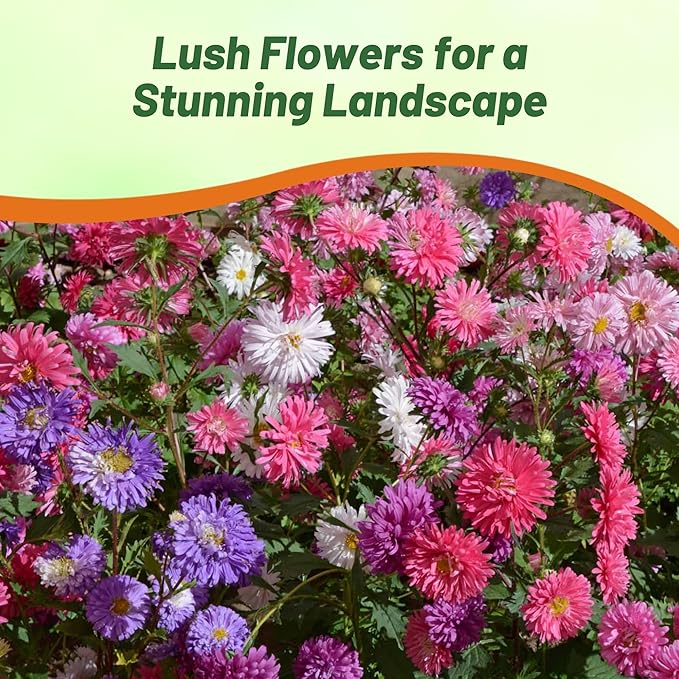Outsidepride 1,000 Pcs Aster Seeds - Seastar Annual, Hardy & Pollinator Friendly Flower Seeds for Planting Vibrant Mix, Ideal for Meadows & Aesthetic Gardens