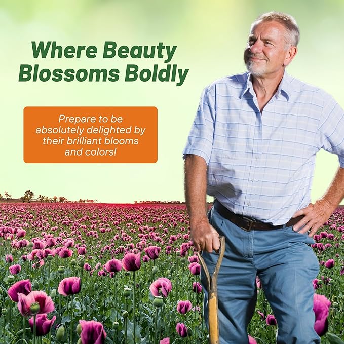 Outsidepride Purple Gleam California Poppy Seeds - 5000 Pcs. Annual, Drought-Tolerant & Easy to Grow Eschscholzia Wildflower Seeds for Vibrant Purple Blooms, Ideal for Borders & Pollinator Gardens