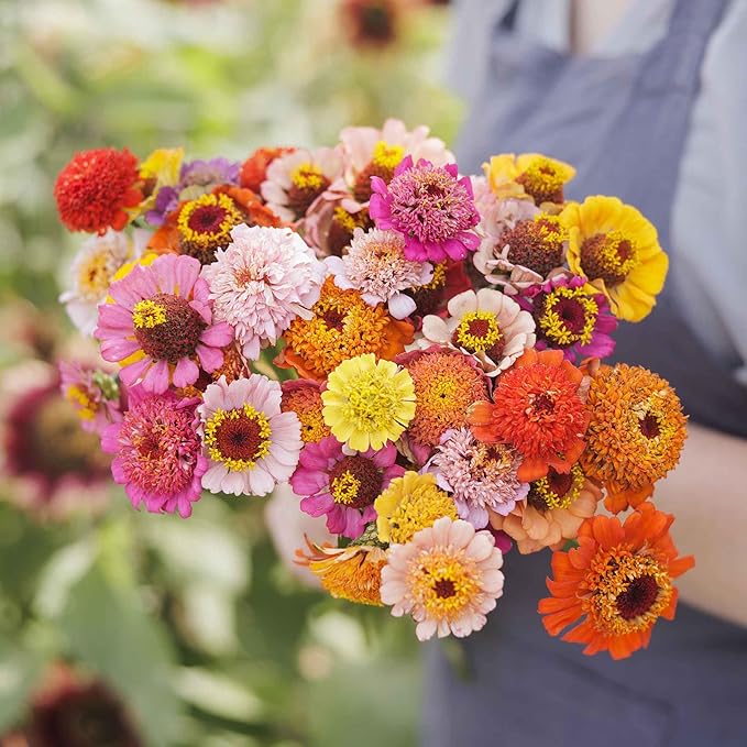 Eden Brothers Zinnia Seeds - Scabiosa Flowered Mix, Non-GMO Seeds for Planting, Packet | Low-Maintenance Flower Seeds, Plant During Spring, Zones 3, 4, 5, 6, 7, 8, 9, 10