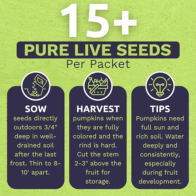 Organic Rainbow Blend Pumpkin Seeds – Two Seed Packets! Over 15 Open Pollinated Non-GMO Seeds – Sweet Yards Seed Co.