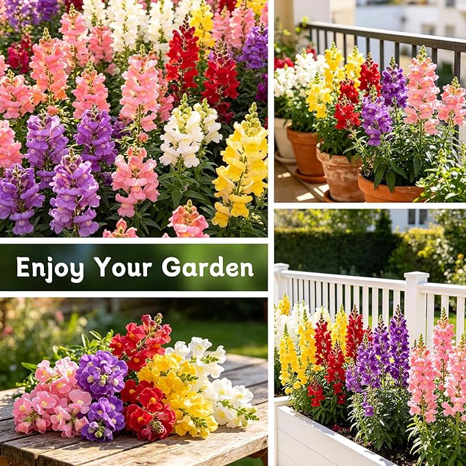 LUOJIBIE Snapdragon Seeds, 10,0000+ Tetra Mix Snapdragon Seeds for Planting (Antirrhinum Majus) Fairy Bouquet Blend, Non-GMO Heirloom Annual Flower Garden Seeds Bulk for Outdoor & Indoor