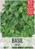 Seed Needs Sweet Genovese Basil Seeds for Planting - Non-GMO Heirloom & Untreated Culinary Herb Seed to Plant an Indoor or Outdoor Home Grown Kitchen Garden (10 Packs)