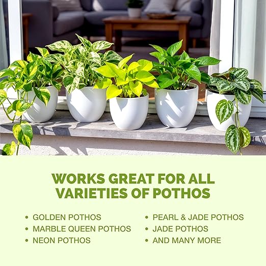 TPS NUTRIENTS Pothos Fertilizer for All Pothos Plants and Vines, Liquid Plant Food, 32 oz (1 Quart)