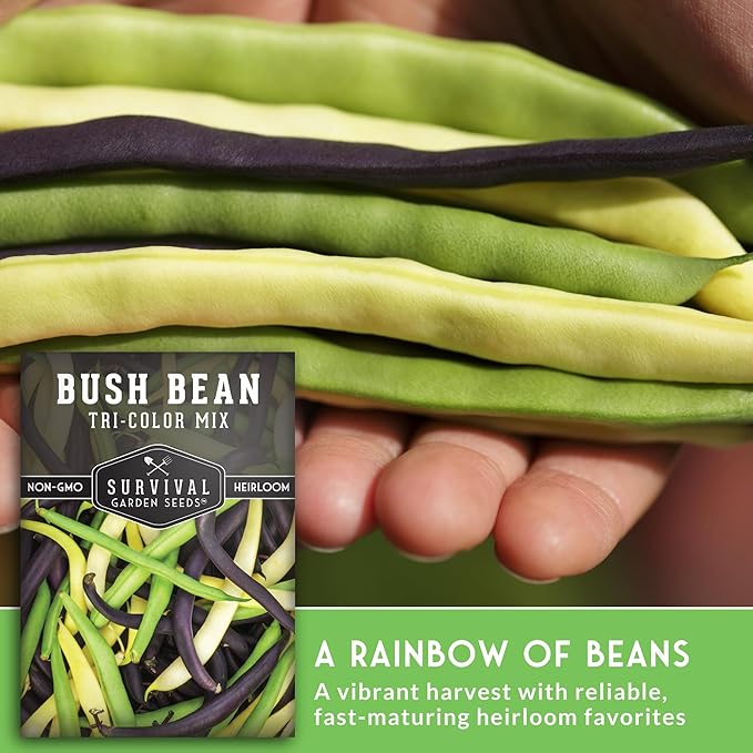 Survival Garden Seeds - Tri-Color Bean Seed for Planting - 3 Packs with Instructions to Plant and Grow Yellow, Purple, and Green Bush Beans in Your Home Vegetable Garden - Non-GMO Heirloom Variety