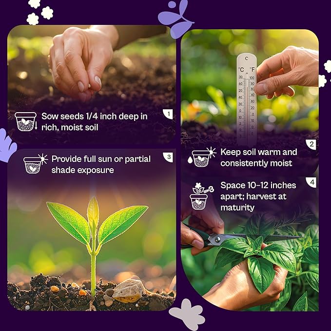 SVI 350 Red Shiso Seeds (Perilla frutescens) – Japanese Shiso Purple Perilla Seed Packets, Aromatic Leaves – Japanese Heirloom Herb Seeds for Outdoor & Indoor Herb Garden