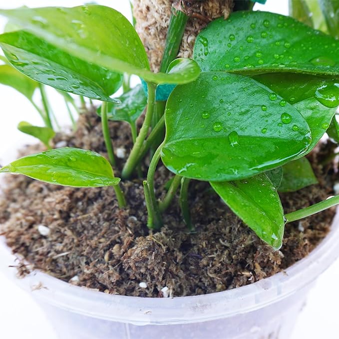 2QT Pothos Soil, Ideal Soilless Potting Soil Mix for All Indoor Plants that Require Constant Humidity and Fast Drainage