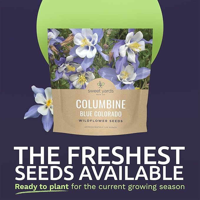 Columbine Blue – Large 1/4 Ounce Seed Packet – 6,000 Flower Seeds for Planting – Aquilegia caerulea