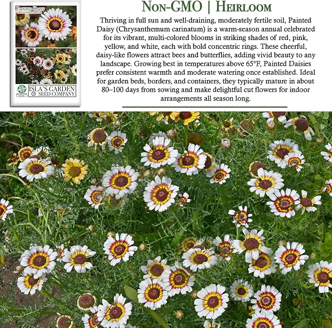 Painted Daisy Flower Seeds (Chrysanthemum carinatum) – 500+ Non-GMO Heirloom Seeds by Isla’s Garden Seeds, Bold Multicolor Blooms, Great for Borders, Pollinator-Friendly, Cottage Gardens