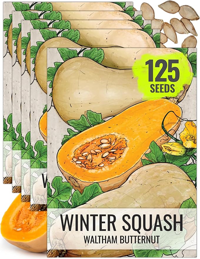 Seed Needs Waltham Butternut Squash Seeds for Planting - Non-GMO Heirloom & Untreated Summer Squash to Plant a Home Grown Outdoor Vegetable Garden (5 Packs)