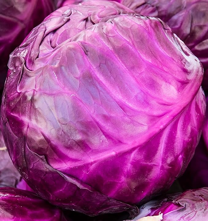 Red Acre Cabbage Seeds for Planting – Plant & Grow Heirloom Red Acre Cabbage in Home Outdoor Vegetable Garden, Brassica oleracea VAR. capitata– 3 Packets