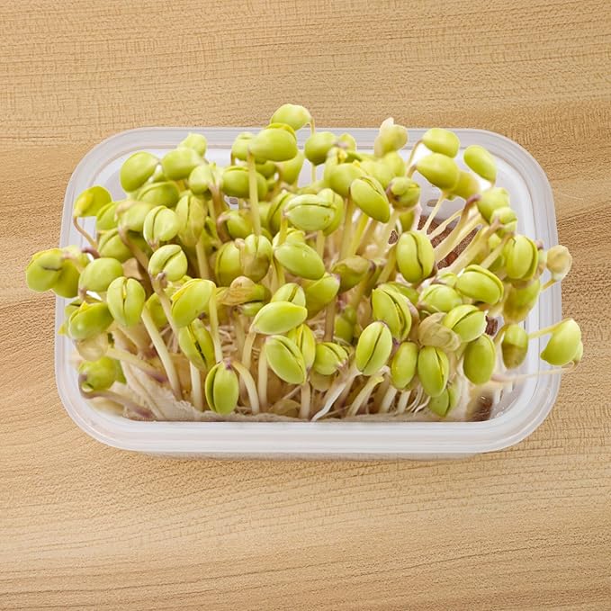 2pcs Seedling Sprouting Trays Small Soilless Planting Pots Indoor Nursery Containers with Drainage for Seed Starting and Greenhouse Accessories